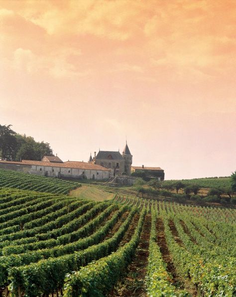 Bordeaux Vineyards, Artsy Projects, Wine Vineyards, Italy Wine, Bordeaux France, French Countryside, Wine Tour, Mesopotamia, Sauvignon Blanc