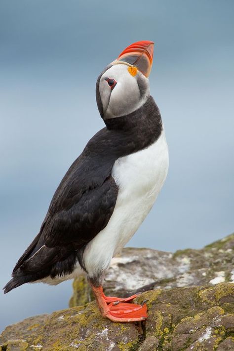 Atlantic Puffin, Puffins Bird, Coastal Birds, Most Beautiful Birds, All Birds, Birds Tattoo, Red Birds, Bird Photo, Sea Birds