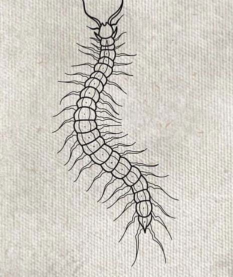 Centipede Tattoo Outline, Centipedes Drawing, Centipede Flash Tattoo, Skeleton Centipede Tattoo, Tattoo Ideas Centipede, Tooth Centipede Tattoo, How To Draw A Centipede, Trad Centipede Tattoo, Tokyo Ghoul Centipede Tattoo Design