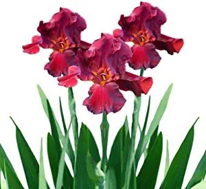 AmazonSmile : Red Reblooming Bearded Iris Califlora Bernice's Legacy | Rare Blooms - 3 Large Flower Rhizomes for Planting - Blooms Twice in One Year | Easy to Grow : Patio, Lawn & Garden Growing Irises, Iris Rhizomes, Clover Seed, Plant Bulbs, Garden Flowers Perennials, Lily Bulbs, Bearded Iris, Hardy Perennials, Perfect Plants