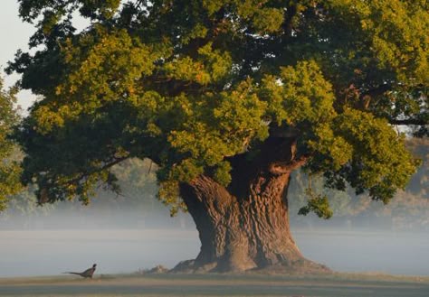 Blenheim Palace, Oxfordshire. Blenheim Palace, Old Tree, Old Trees, Ancient Tree, Unique Trees, Tree Hugger, Foto Art, Photo Tree, Alam Yang Indah