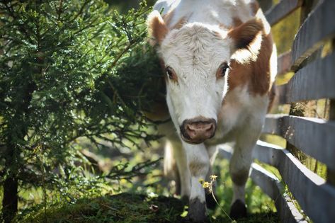 How can an animal sanctuary or compassionate individual make a safe and pleasant home for cows? What must be considered as the weather changes? Cow Sanctuary, Cow Facts, Exhaust Fans, Farm Sanctuary, Radiant Floor Heating, Animal Sanctuary, Hobby Farms, Dream Garden, Cow