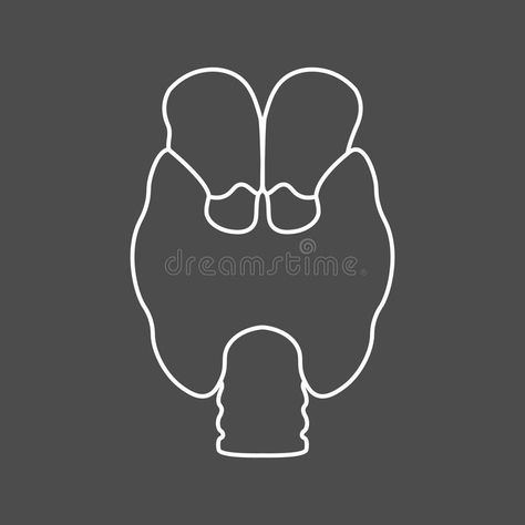 Thyroid. Endocrine gland. Illness of the endocrine system. Line icon stock illustration Health Drawing, Thyroid Surgery, The Endocrine System, Thyroid Symptoms, Logo Samples, Endocrine System, Line Icon, Line Drawing, Stock Illustration