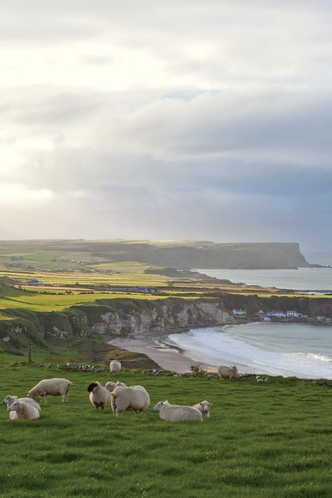 Magical and untouched, Ireland is filled with misty moors and grassy knolls stretching as far as the eye can see. Tour this country of unparalleled beauty with us and delight in its authentic charm. Ireland Landscape Nature, Ireland Aesthetic, Victoria Magazine, 2023 Mood, Ireland Landscape, Ireland Trip, Irish Eyes, Voyage Europe, Ireland Scotland