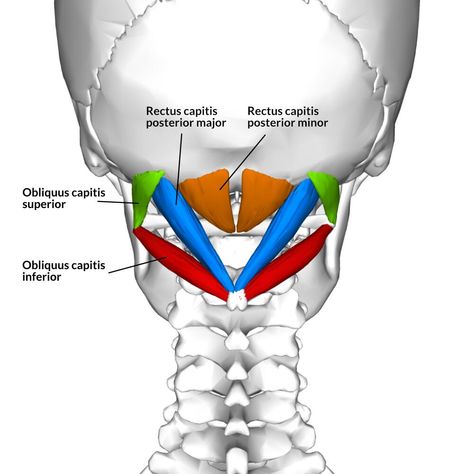 Exploring The Suboccipital Muscles - Yoganatomy Suboccipital Muscles, Sacrum And Coccyx Anatomy, Soleus Muscle Anatomy, Oblique Muscles Anatomy, Splenius Capitis Muscle, Upper Cross Syndrome, Neck Problems, Chiari Malformation, Downward Facing Dog