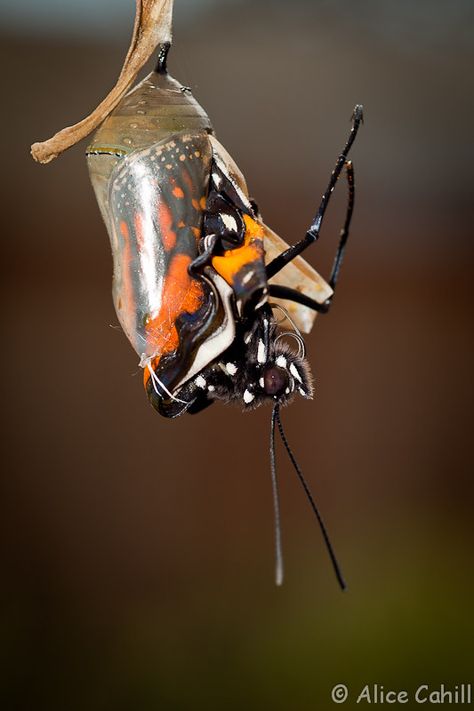 Monarch stuck in chrysalis | Nature is not always kind. Almo… | Flickr Chrysalis Aesthetic, Queen Chrysalis Aesthetic, Chrysalis Butterfly, Reformed Chrysalis, Butterfly Emerging From Cocoon, Butterfly Emerging From Chrysalis, Butterfly Chrysalis, Vision Board Pics, Meditation Art