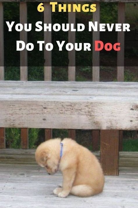 6 things you should never do to your dog How To Pet A Dog, Dog Tips Pet Care, Dog Training Tips Obedience, Cute Dog Tricks, How To Train Your Dog, Where To Pet A Dog, Dog Hacks Diy, Dog Training Treats Recipe, Cool Dog Tricks