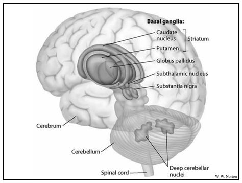 basal ganglia structures: caudate nucleus, putamen, globus pallidus, subthalamic nucleu, substantia negra Esoteric Anatomy, Caudate Nucleus, Substantia Nigra, Basal Ganglia, Limbic System, Spinal Cord, Sociology, Neuroscience, Anatomy