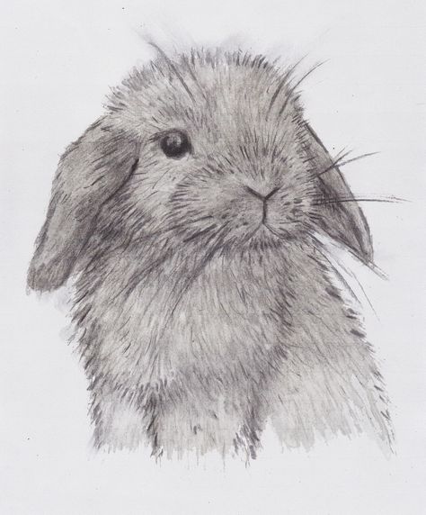 A mini lop bunny from my sketchbook. (Drawn with a black water colour pencil and willow charcoal).. Black Water Colour, Mini Lop Bunny, Lop Eared Rabbit, Mini Lop Bunnies, Lop Bunny, Lop Eared Bunny, Rabbit Tattoo, Bunny Watercolor, Rabbit Drawing