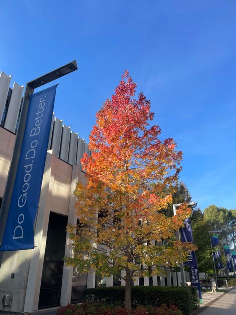 #campus #university #esade #barcelona #erasmus Barcelona University, Uni Aesthetic, Campus University, Beautiful Tree, Vision Board, Barcelona, Spain, University