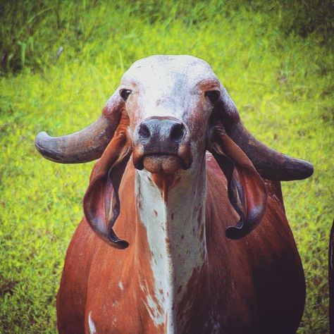 Cow Reference, Gado Leiteiro, Gir Cow, Breeds Of Cows, Cow Photos, Shiva Tattoo Design, Dairy Cattle, Cow Decor, Diamond Mirror