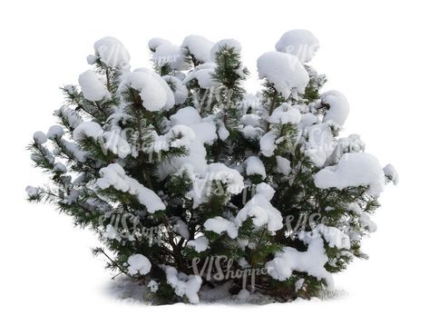 cut out evergreen bush covered with snow Snow Plant, Tactical Urbanism, Art Development, Evergreen Bush, Snow Trees, Snow Tree, Twelfth Night, A Level Art, Horror Story