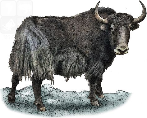 Yak Painting, Yak Illustration, Copyright Free Images, State Symbols, Fruit Picture, Copyright Free, Free Image, Art Illustration, Free Images