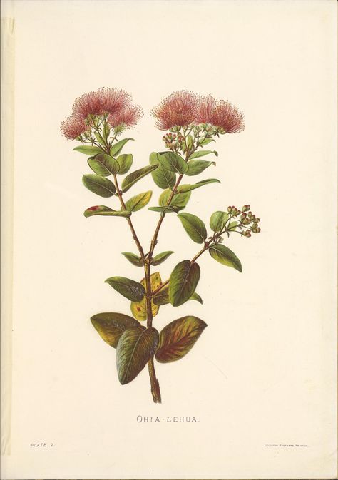 https://flic.kr/p/2d1EZno | n26_w1150 | Indigenous flowers of the Hawaiian islands /. London :Sampson Low, Marston, Searle, and Rivington,1885.. biodiversitylibrary.org/page/53757985 Ohia Lehua, Hawaiian Tattoo, Hawaiian Art, Hawaiian Flowers, Tree Tattoo, Water Painting, Hawaiian Islands, Tropical Flowers, Botanical Art