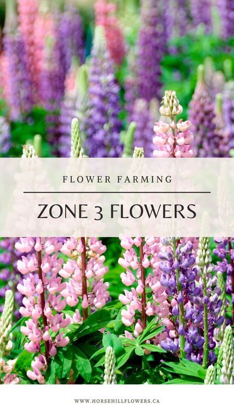 Alberta flower farm shares their favourite hardy Zone 3 flowers #flowerfarm #zone3 #zone3garden #flowergarden Zone 3 Flowers, Small Cut Flower Garden Layout, Alberta Flowers, Alberta Gardening, Zone 3 Gardening, Alaska Garden, Wyoming House, English Flower Garden, Flower Garden Layouts