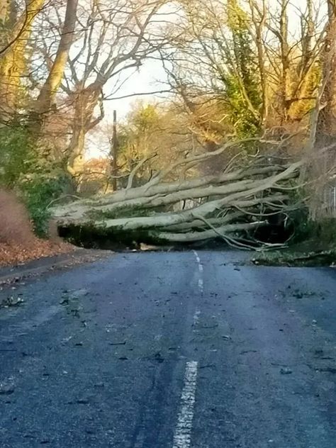 Falling Tree, Fallen Tree, Uk Weather, Tree Felling, North East England, Northern England, Wind And Rain, Windy Day, Inverness