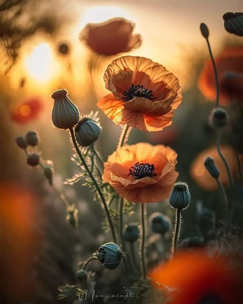 Flower Photography, Poppy Flower, Flower Photos, Flowers Photography, Flowers Plants, Floral Art, Flower Power, Flower Painting, Flower Art