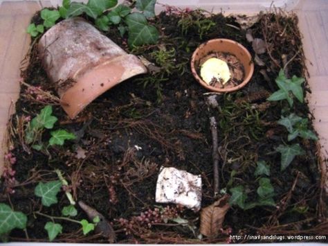 diy snail habitat...for my two legged monster and his obsession with all things slimy Pill Bug Terrarium, Snails As Pets, Snail Habitat, Bug Habitat, Simple Terrarium, Snail Terrarium, African Snail, Pill Bugs, Snail Farming