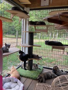 Cat Shelter Ideas, Cat Sanctuary Ideas, Cathouse Outdoor, Cat Cage Ideas, Cat Room Outdoor, Catios Ideas For Cats, Cattery Ideas, Cat House Design, Cat Hideout