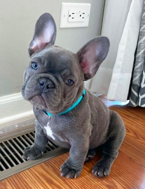 Blue French Bulldog, French Bulldogs, Gray French Bulldog, Blue Eye French Bulldog, France Bulldog, Toy French Bulldog, Blue French Bulldog Full Grown, Mini French Bulldogs, Lilac French Bulldog