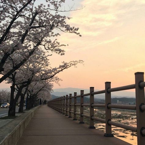 Cherry Blossom Trees, Fotografi Vintage, Japan Aesthetic, Aesthetic Japan, Foto Art, Japanese Aesthetic, Blossom Trees, City Aesthetic, Nature Aesthetic