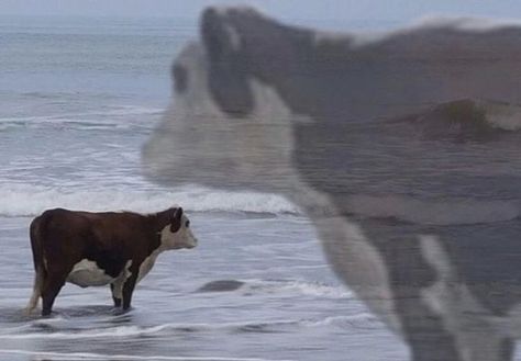 웃긴 사진, A Cow, Silly Animals, Funny Reaction Pictures, Meme Faces, Funny Animal Pictures, Really Funny Pictures, 귀여운 동물, Images Gif