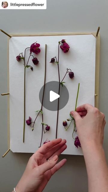 💐Flower Press Tips🌷by Berstuk on Instagram: "Comment your favourite thing about flower pressing… or your least 👀

One thing I do love doing is picking the right flowers; paying particular attention to their structure, shape and appearance. I also love opening a press, but you’ll have to wait to see inside this one.

This is the XL Berstuk Press and I’m in love with it. I usually only use A4 or smaller sized presses, which I often make myself, but these are the only larger presses I’ll use. It’s such a treat opening a wonderful kit 🌸

I get good results from these presses with the right amount of tension from the centre bolts as well as the corners. The blotting paper is incredibly absorbent, so great for anything a bit thicker, and there’s replacement packs in their store. I love press Flower Pressing, Flower Press, Blotting Paper, Do Love, Pressed Flowers, Dried Flowers, Flowers, Instagram