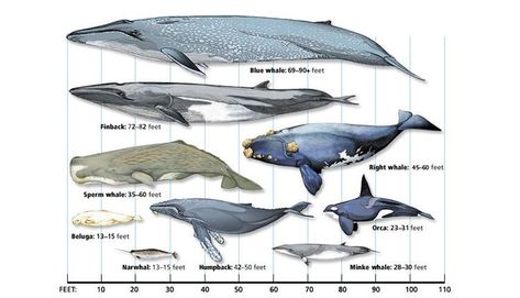 What is the Largest Whale? A Cetacea Size Comparison Chart. Super spot for marine information for inquiring minds Blue Whale Pictures, Whale Chart, Ocean Mammals, Whale Pictures, Fin Whale, Minke Whale, Baleen Whales, Largest Whale, Big Whale