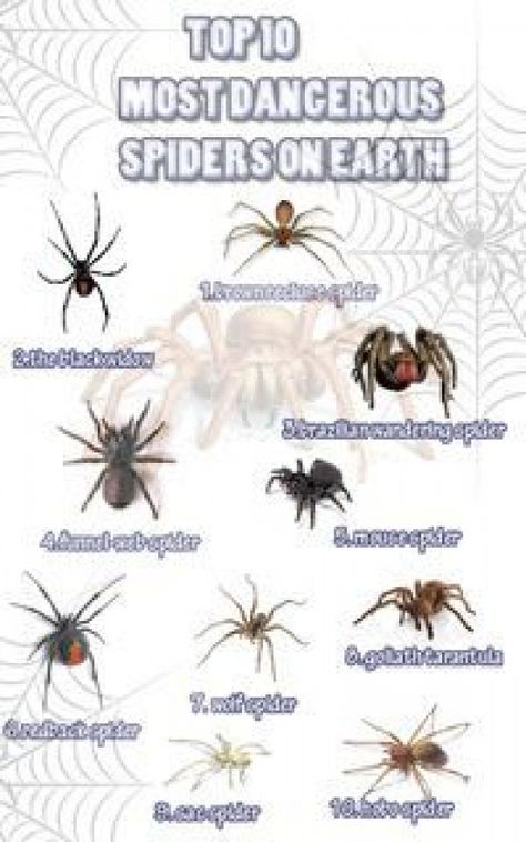 Top 10 Most Dangerous Spiders On Earth Infographic #Spiders #pestcontrolinfographic #arthropods #arthropods #resumo Spider Identification Chart, Earth Infographic, Spider Chart, Spider Identification, Dangerous Spiders, Poisonous Spiders, Brown Recluse Spider, Spider Species, Wolf Spider