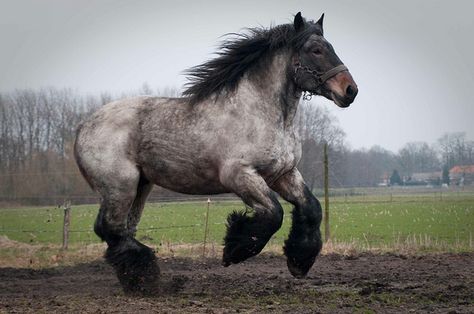 Gamin van de Lindehoef, Dutch draft Giant Horse, Percheron Horses, Draft Horse, Big Horses, American Quarter Horse, Horses And Dogs, Clydesdale, Majestic Animals, Draft Horses