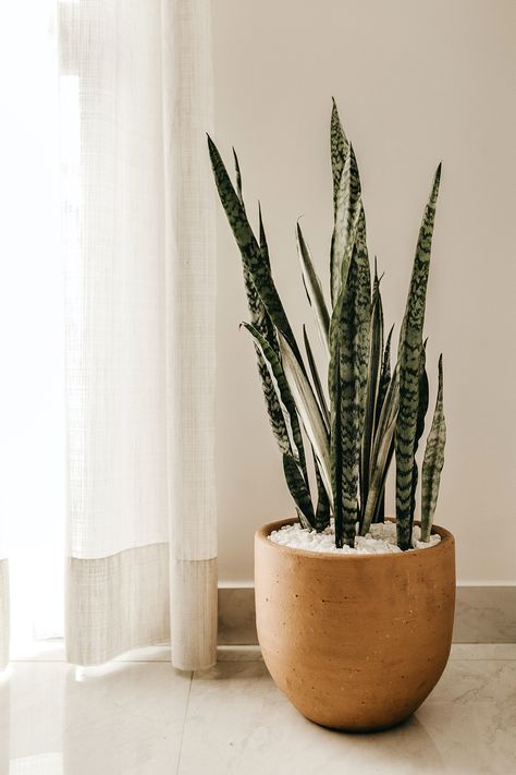 TRENDING NOW // Earth tones and natural materials. 🍂 Get the look with our allergy-friendly linen curtains or eco-friendly Natural Wonders blinds Best Air Purifying Plants, Sansevieria Trifasciata, نباتات منزلية, Crassula Ovata, Best Indoor Plants, Bathroom Plants, Air Purifying Plants, Perfect Plants, House Plants Indoor