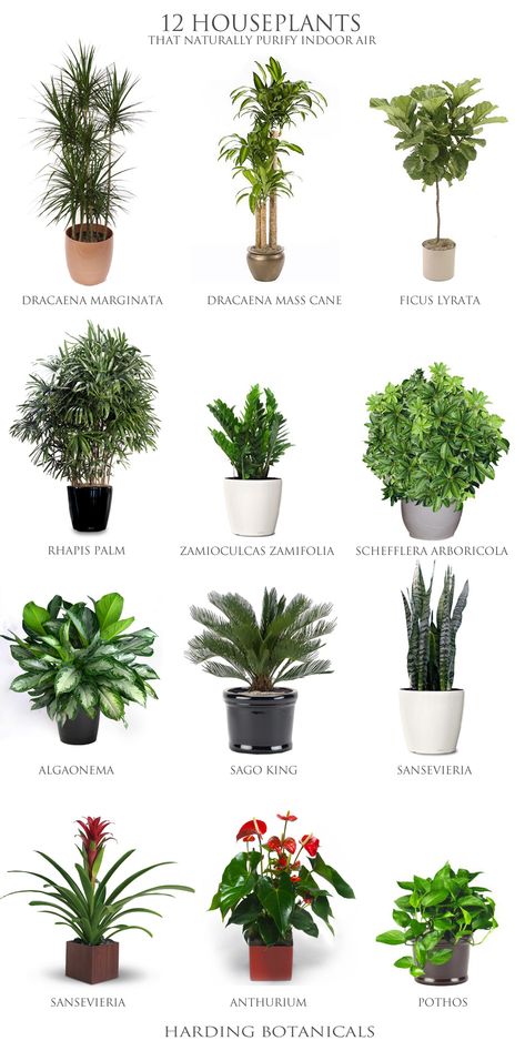 Best Desk Plants, Indoor Plants Low Light, Desk Plants, Trendy Plants, Alpine Plants, Healthy Teas, Best Indoor Plants, Garden Types, Low Light Plants