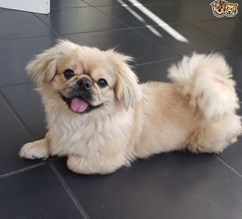 Pekingese Puppies, Unique Dog Breeds, French Dogs, Pet Corner, Tibetan Spaniel, Pekingese Dogs, Cute Puppy Pictures, Shih Tzu Puppy, Dog Rooms