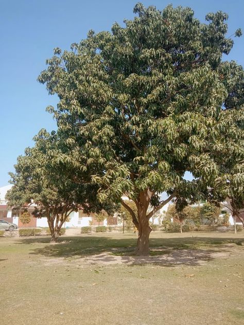 Mango tree in front of my home Mango Tree Photography, Mango Tree, Tree Photography, Pakistan, Nature Photography, Mango, Photography, Nature