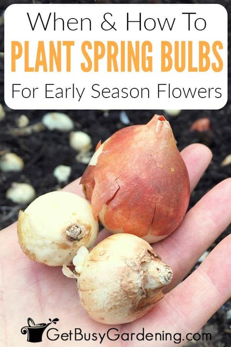 Are you thinking about planting some bulbs this fall to enjoy next spring? With so many different options, growing colorful flowers like crocus, tulips, hyacinths, and daffodils is a great way to add some variety to your garden early in the season. But you have to think ahead! Learn when is the best time to put bulbs in the ground, how deep they need to be buried, and how to make sure they will thrive until spring. Find out how to plant them for the best show of layered blooms and color. Planting Tulip Bulbs In Spring, When To Plant Flower Bulbs, How To Plant Bulbs In Spring, How To Plant Bulbs In The Ground, Tulips In Containers Planting Bulbs, When To Plant Tulip Bulbs Fall, Are Tulips Perennials, How To Plant Bulbs In Containers, Tulip Daffodil Hyacinth Garden