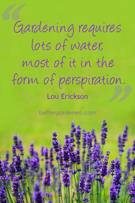 Gardening requires lots of water – most of it in the form of perspiration. ~Lou Erickson~ Funny Gardening Quotes, Flower Sayings, Gardening Jokes, Garden Sayings, Garden Humor, Garden Puns, Gardening Quotes, Funny Gardening, Gardening Humor