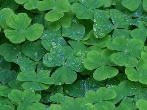 Crimson and Clover Oxalis Acetosella, Ireland Houses, St Patricks Day Wallpaper, Fete Saint Patrick, Irish Eyes Are Smiling, Irish Clover, Irish Eyes, Wild Edibles, Irish Blessing