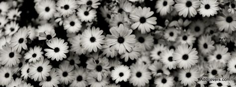 White Facebook Covers for Timeline Background Facebook Cover, White Flower Wallpaper, Wallpaper Computer, Fb Cover Photos, Ipad Background, Flowers Photography Wallpaper, Hipster Wallpaper, Wallpaper Laptop, Black And White Flowers