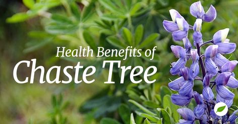 Chaste Tree Benefits That May Support Women's Health Chaste Tree Benefits, Chaste Tree, Health Guide, Hormonal Changes, Health Challenge, Natural Cosmetics, Nutritional Supplements, Food To Try, Health Supplements