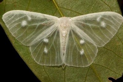 Ten of the Worlds Rarest Species of Moths and Where to Find Them Moth Species, Cute Moth, Sunset Moth, Atlas Moth, Tiger Moth, Cool Bugs, Hawk Moth, Rare Species, Beautiful Bugs