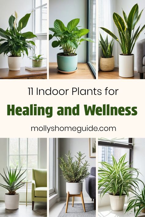 Discover the best indoor healing plants for your bedroom to purify the air and create a peaceful atmosphere. These houseplants not only absorb EMF radiation but also bring positive energies into your home. Consider adding air-purifying plants like aloe vera or low light plants for relaxation and wellbeing. Sprinkle some herbs known for good luck to enhance your living space with natural beauty and healing properties. Embrace the benefits of indoor plants for healing by introducing these lovely b Healing House Plants, Plants For Good Energy Home, Plants That Heal, Air Purifying House Plants Low Lights, Low Light Plants Indoor, House Plants Indoor Air Purifying, Plants For Healing, Aloe Vera Indoor, Indoor Plants Bedroom