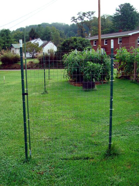 The gate consists of a small piece of welded wire fabric. It is attached to one of the t-posts with cable ties. The other side is attached to a garden stake which is held closed with a piece of velcro Chicken Fence Gate, Simple Garden Gate Diy, Chicken Wire Fence Gate, T Post Gate Ideas, Welded Wire Fence Gate, Easy Garden Gate Diy, T Post Fence Gate, T Post Garden Fence, Chicken Wire Gate