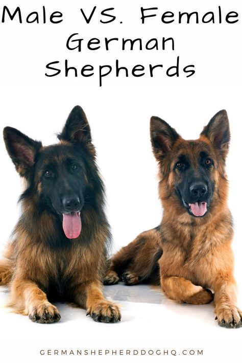 German Shepherd Care, Long Haired German Shepherd, Female German Shepherd, Sable German Shepherd, Male Vs Female, Gift Ideas Funny, Best Dogs For Families, German Shepherd Gifts, Lovers Gift Ideas