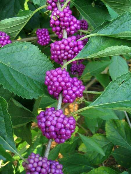 American Beautyberry, Autumn Sage, Jelly Recipe, Small Shrubs, Echinacea Purpurea, Jelly Recipes, Organic Garden, Master Gardener, Montgomery County