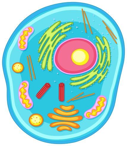 Animal Cell Diagram, Plant Cell Parts, Animal Cell Drawing, Animal Cell Project, Cell Diagram, Cell Parts, Cells Project, Biology Projects, Pink And White Background