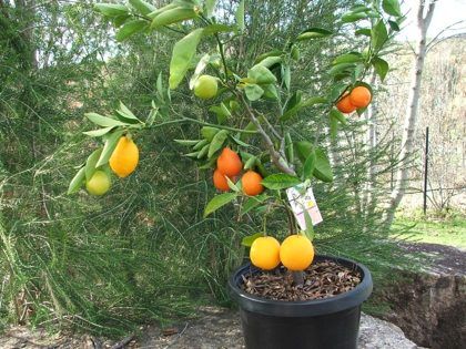 Fruit Salad Trees: What They Are & How to Grow Them - The Prepared Page Multi Fruit Tree, Fruit Salad Tree, Citrus Fruit Salad, Grafting Fruit Trees, Kumquat Tree, Patio Trees, Apple Varieties, Kinds Of Fruits, Types Of Fruit