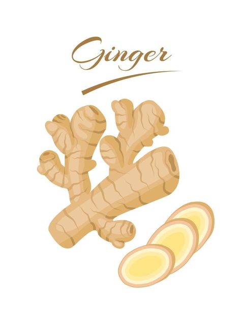 Fresh ginger rhizome with slices, isolated on a white background. vector illustration. Ginger Illustration, Ginger Art, Ginger Rhizome, Fresh Ginger, Illustration Vector, A White Background, Vector Background, Vector Art, White Background