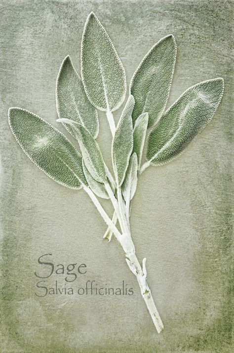 T For Tree, Sage Tree, Alphabet Challenge, Australian Trees, Photo Challenges, 18th Bday, Sage Leaves, Challenge Week, Botanical Watercolor