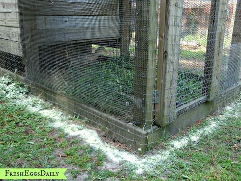 Duck Raising, Snake Repellant, Snake Repellent, Bug Repellant, Duck Coop, Rat Snake, Chicken Pen, Chicken Coup, Diy Chicken Coop Plans