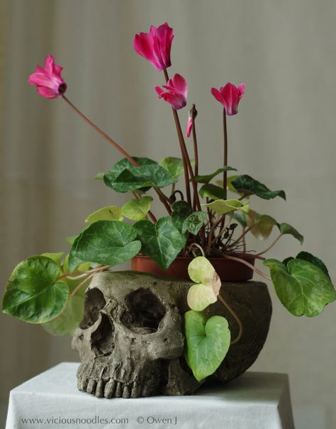 Waterproof Plaster, Skull Planter, Goth Garden, Study Book, Plaster Of Paris, Art Study, House Plants Decor, Human Skull, Decor Aesthetic